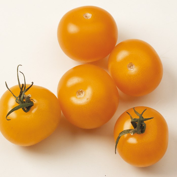 tomate_gusta_mini(R)_orangeF1(sungoldF1)_02.jpg
