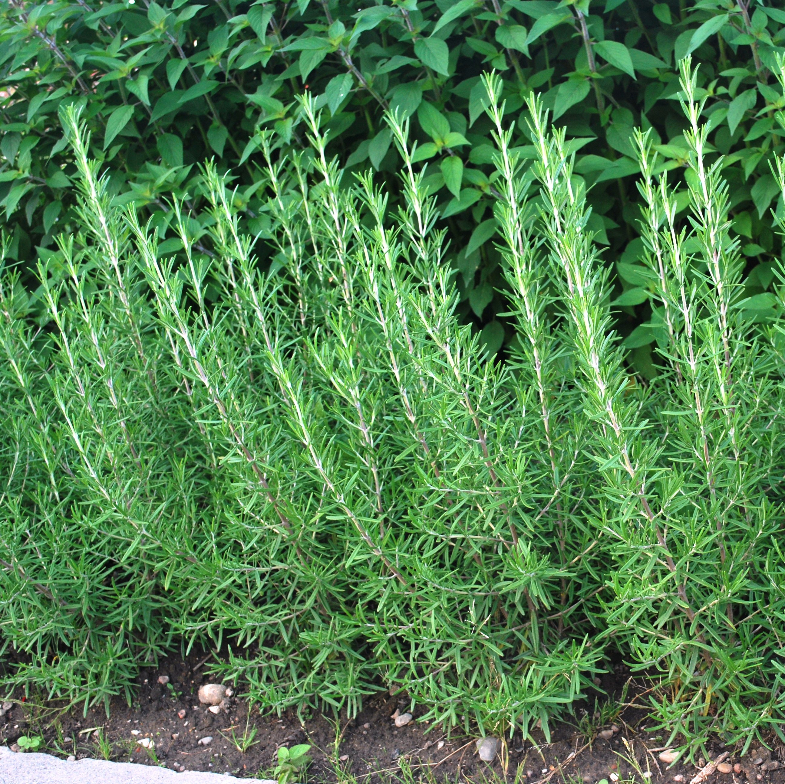 Rosmarinus officinalis Upright Series