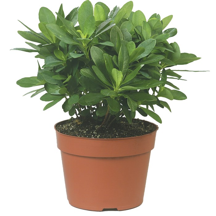 Euphorbia  Robbiae_LOW.jpg