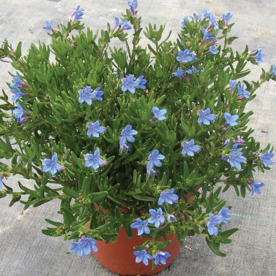 heavenly lithodora diffusa hishtil