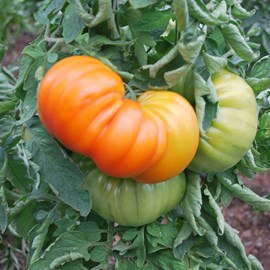 Tomato 'Star Gold' Gusta mini Yellow Grafted