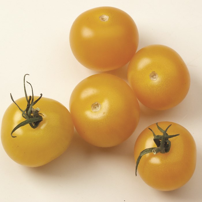 Tomato 'Star Gold' Gusta mini Yellow Grafted