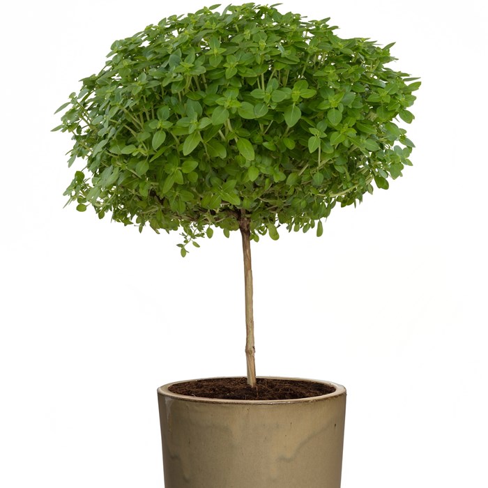Ocimum 'Basil Tree' (FuntaStick) Ocimum 'Basil Tree' (FuntaStick)