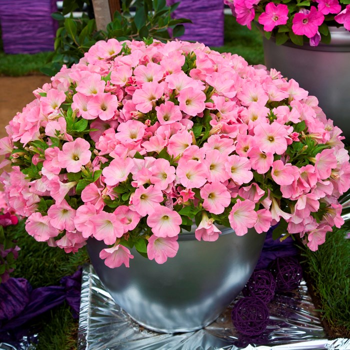 Bingo Pink Morn Bowl.jpg
