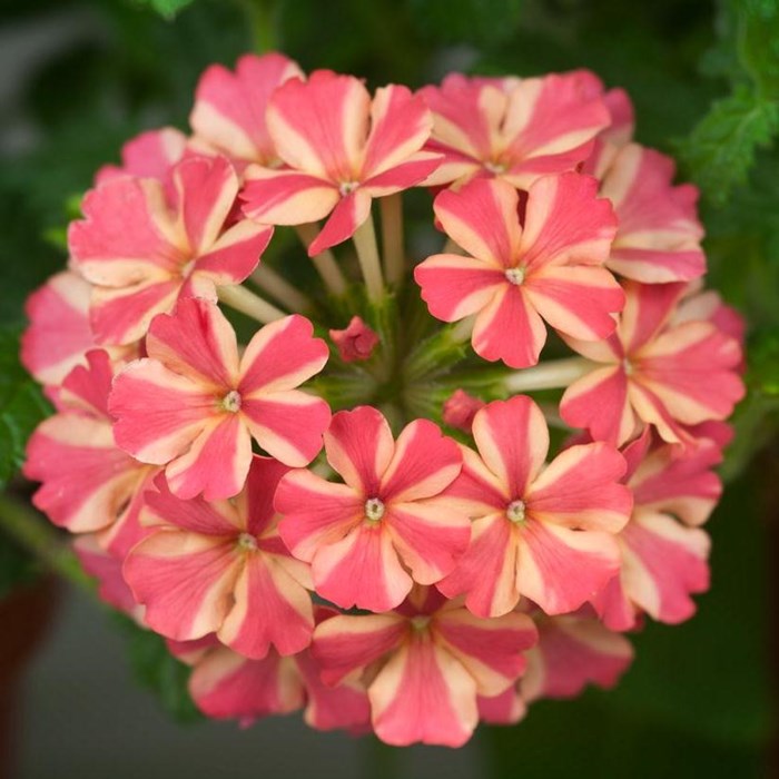 Verbena 'Estrela' Salmon Star_LOW.jpg