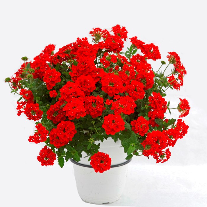 Estrella Voodoo Red.jpg