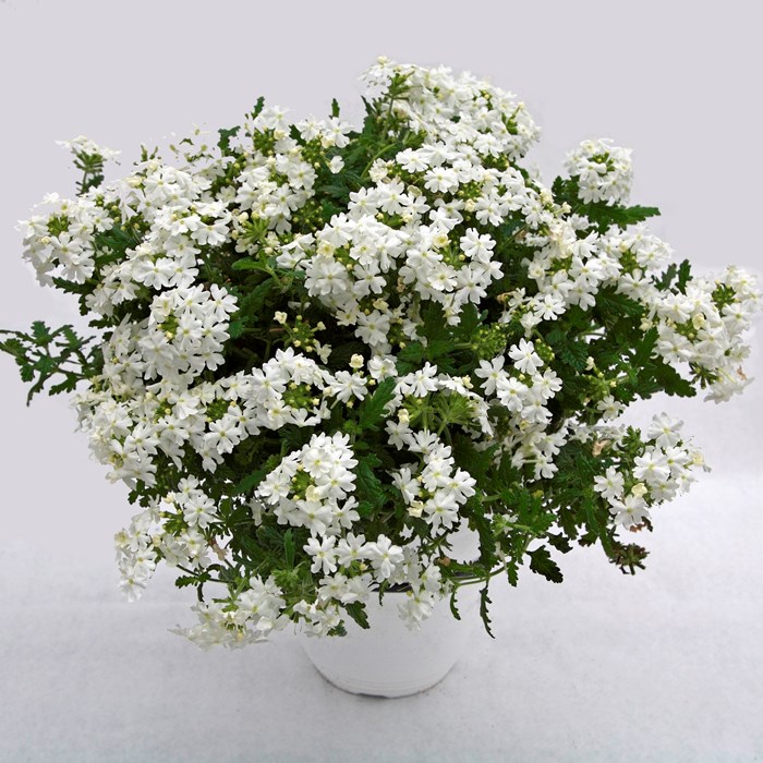Estrella White_LOW.jpg