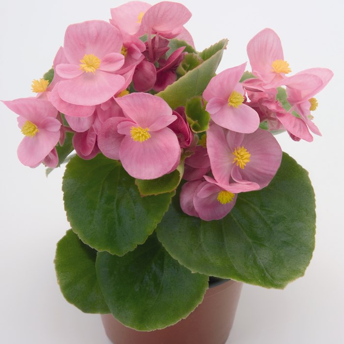 Begonia Semp Super Olympia Series