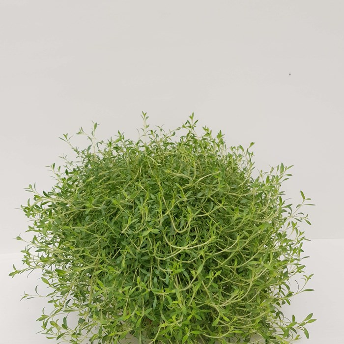 Thymus cit. Cascata Lemonade (1).jpg