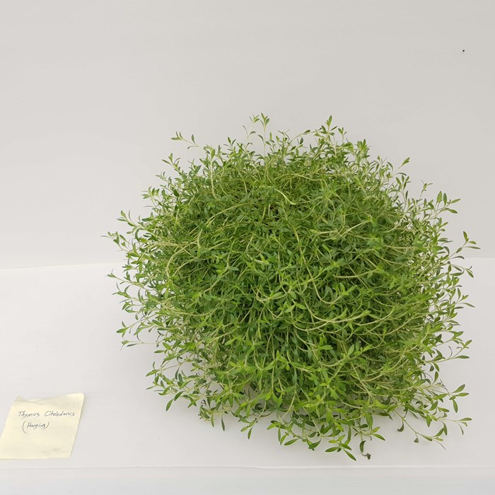 Thymus cit. Cascata Lemonade (3).jpg