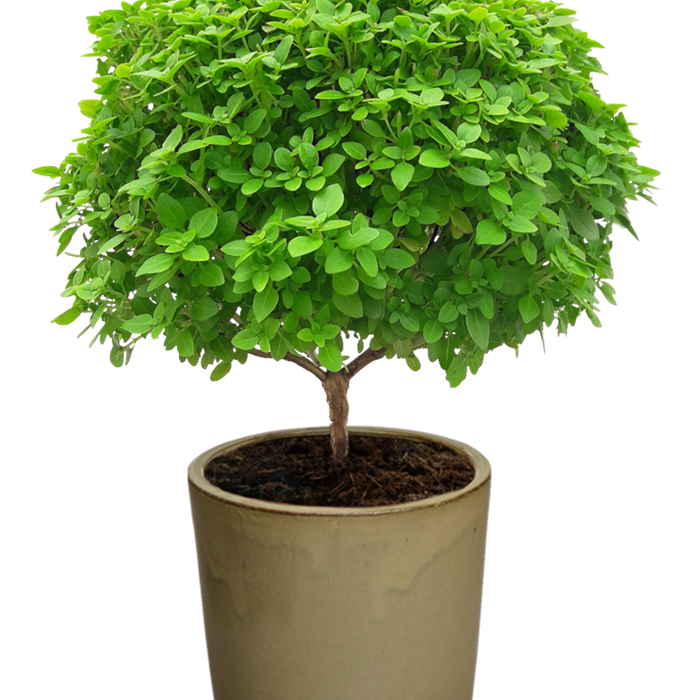Ocimum minimum 'El Greco- Bonsai' Grafted Ocimum minimum 'El Greco- Bonsai' Grafted