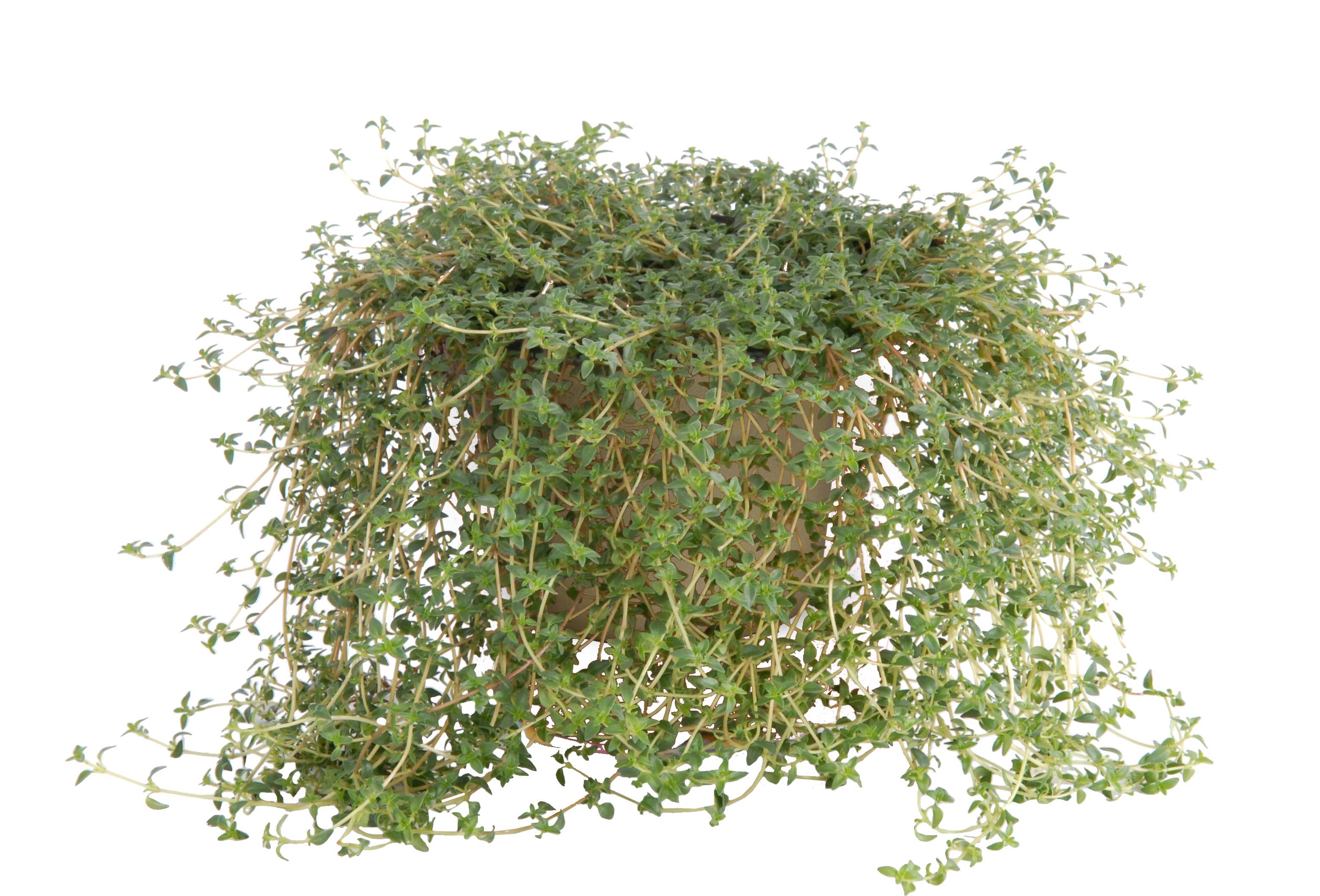 thymus herba barona seeds Thymus herba barona