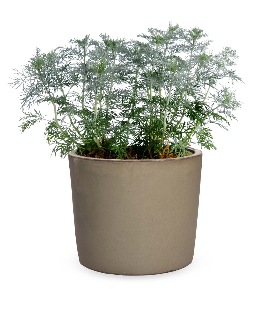 2 X LARGE HERB CURRY PLUG PLANTS HELICHRYSUM ITALICUM