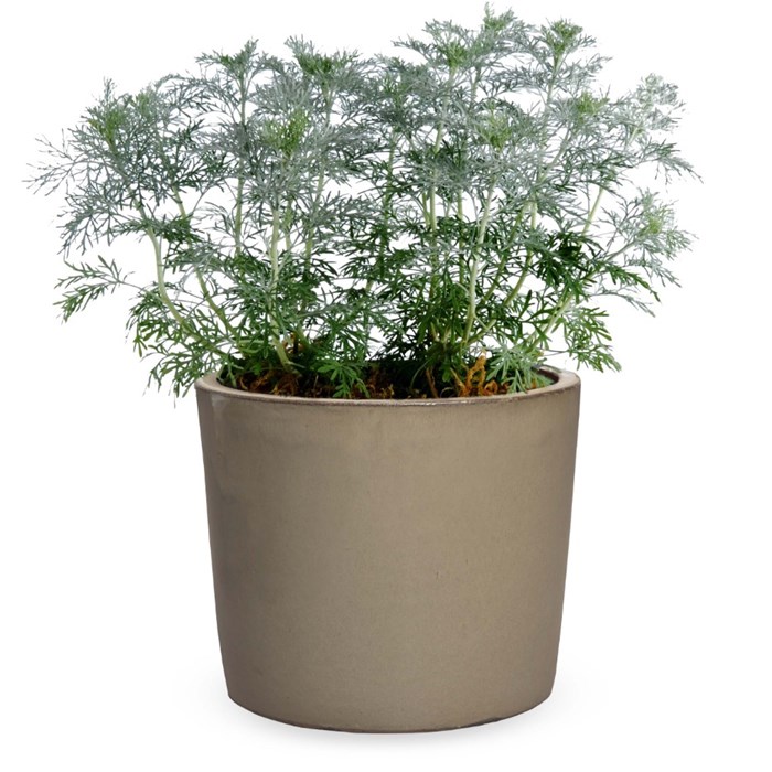Artemisia Arborescens copy.jpg