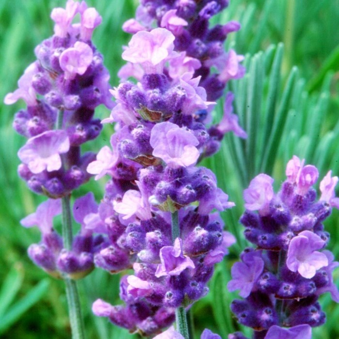 Lavandula Angustifolia 'Melissa Lilac'℗
