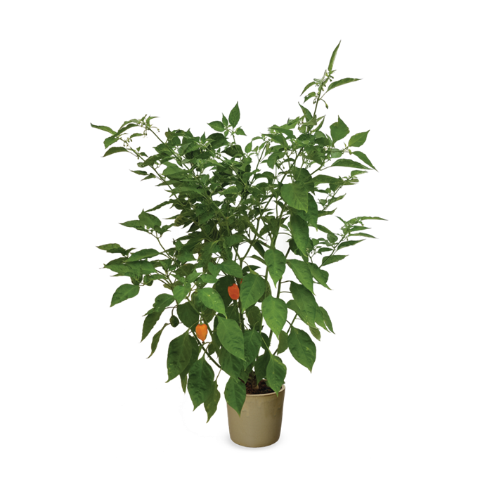 Hishtil|Capsicum hot 'Magnum' (Habanero) Grafted