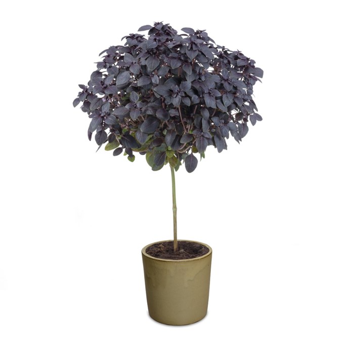 kamera Svarende til Aflede Ocimum 'Basil Tree' Red (FuntaStick)