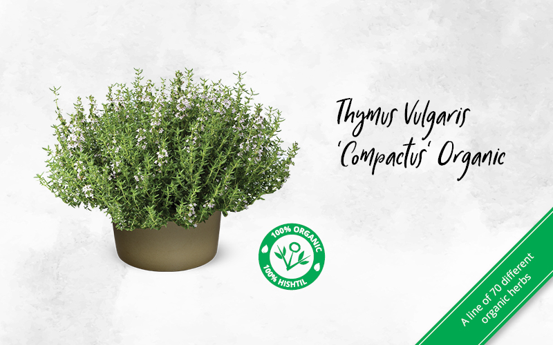 Thymus Vulgaris 'Compactus' Organic Carousel 800X500 VR 03 02