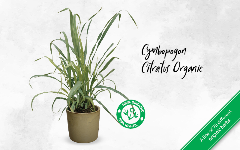Cymbopogon Citratus Organic Carousel 800X500 VR 03 03