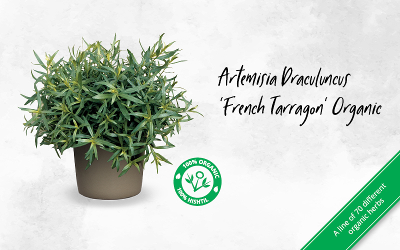 Artemisia Draculuncus 'French Tarragon' Organic Carousel 800X500 VR 03 04