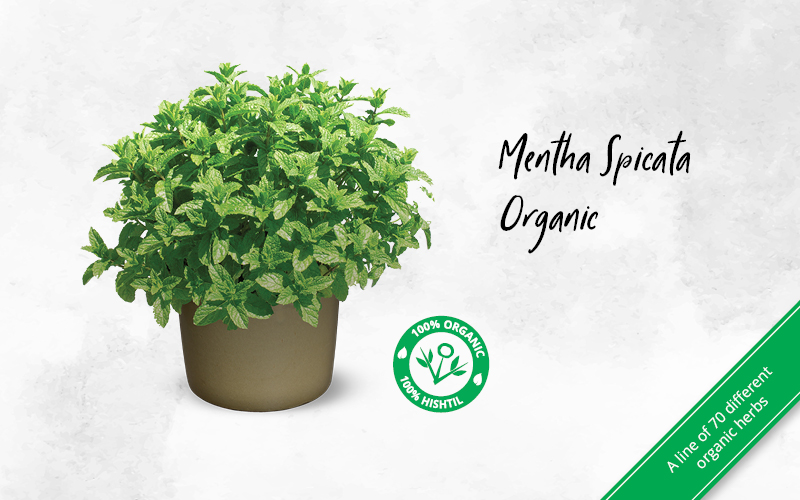 Mentha Spicata Organic Carousel 800X500 VR 03 05