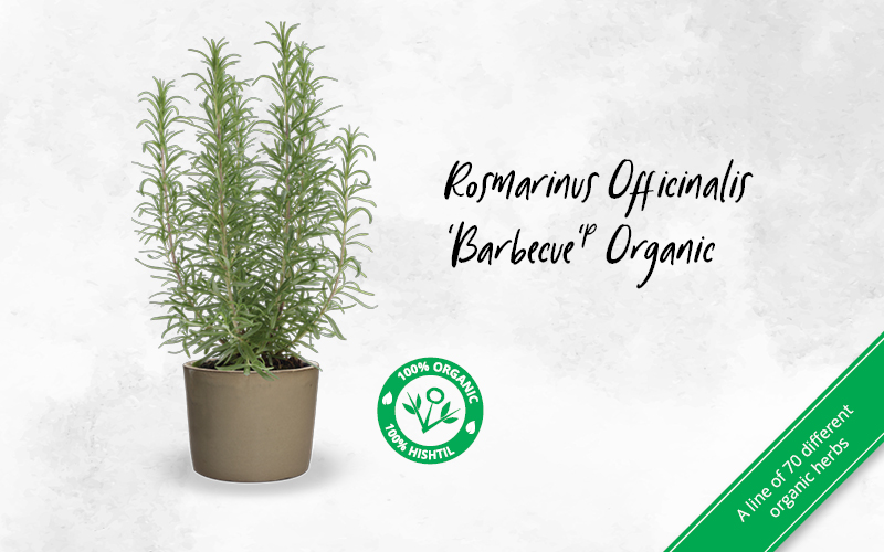 Rosmarinus officinalis 'Barbecue'℗ Organic  Carousel 800X500 VR 03 06