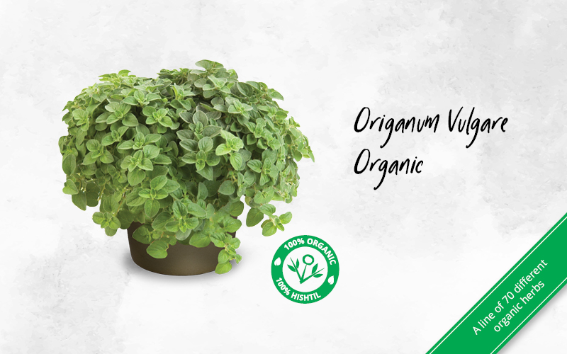 Origanum Vulgare Organic Carousel 800X500 VR 03 07