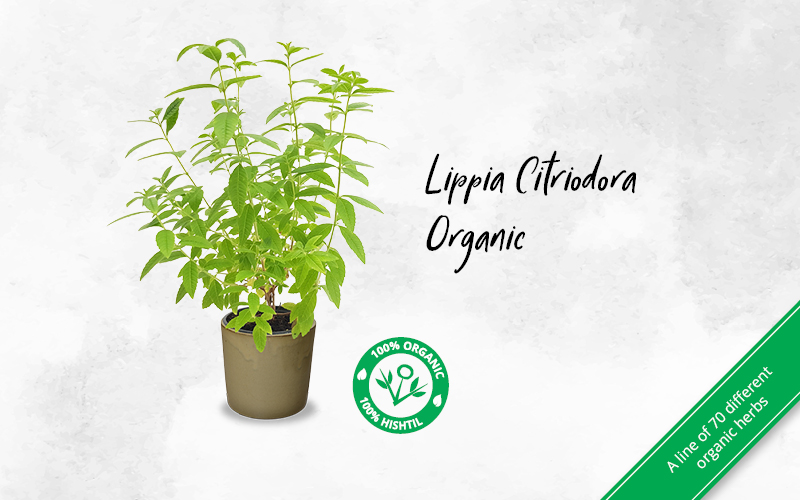Lipia Citriodora Organic Carousel 800X500 VR 03 08