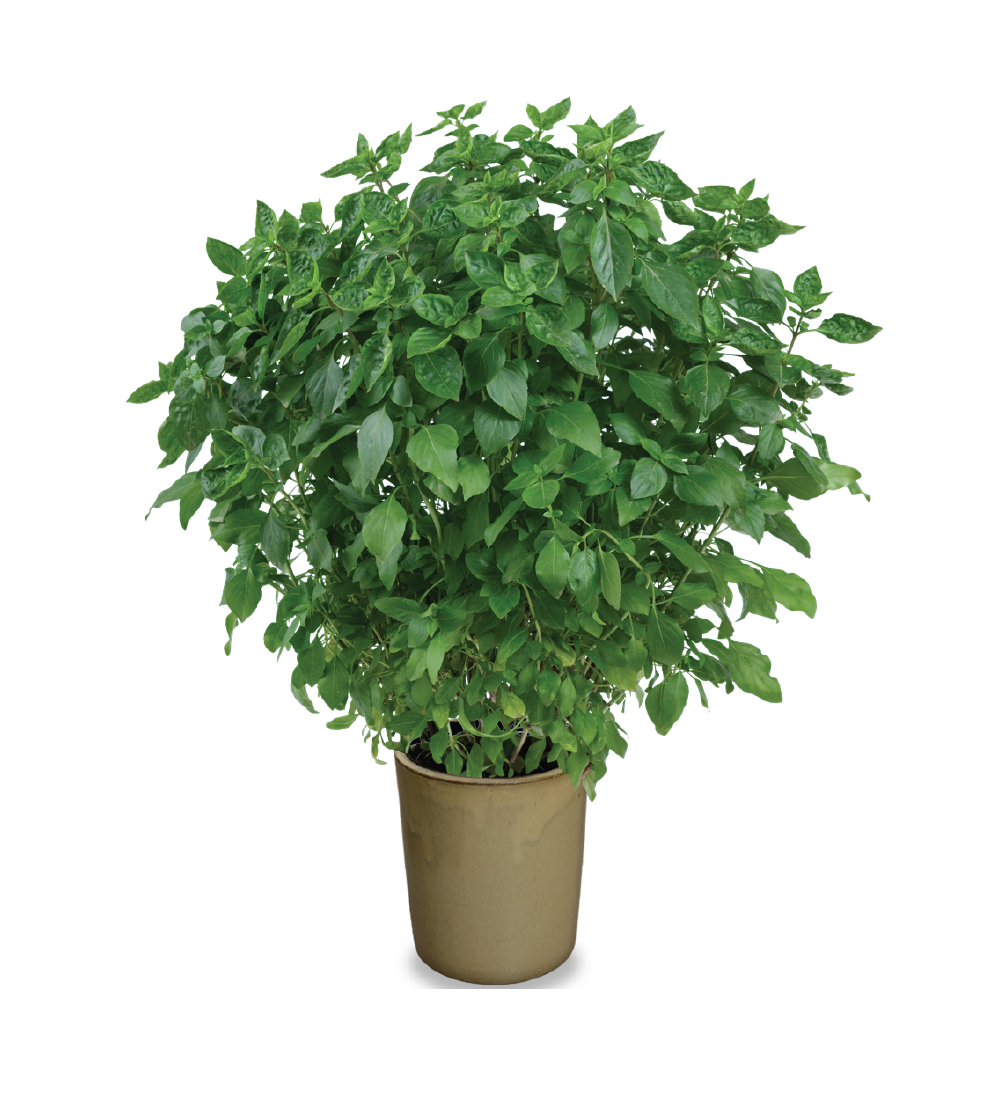 Ocimum basilicum 'Durabello™' 'Coldasil'™