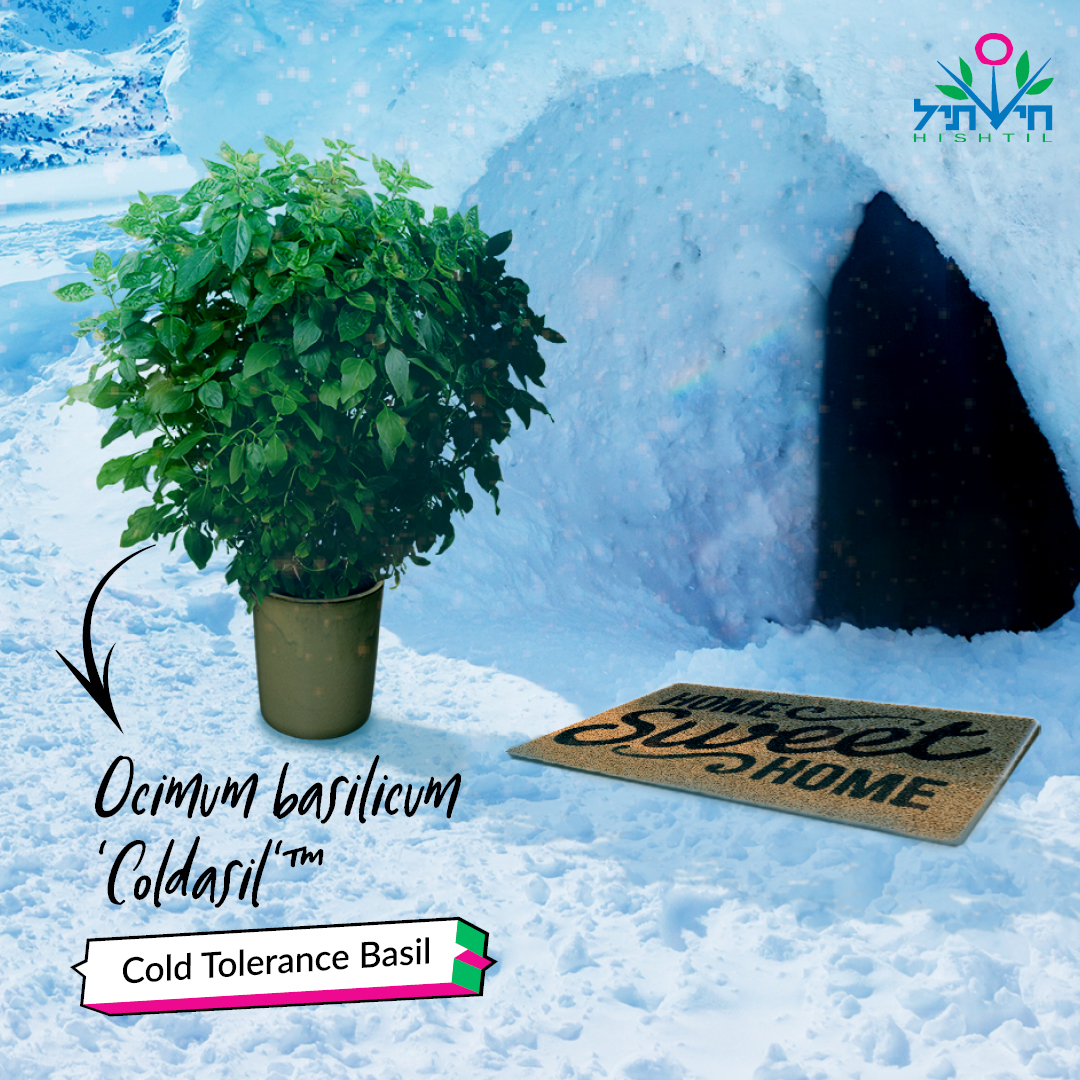 Hishtil Ocimum Basilicum 'Coldasil'™