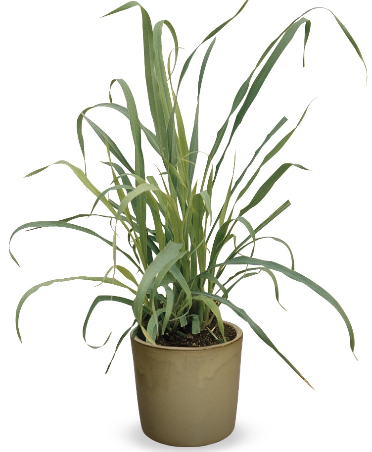Cymbopogon Citratus Organic