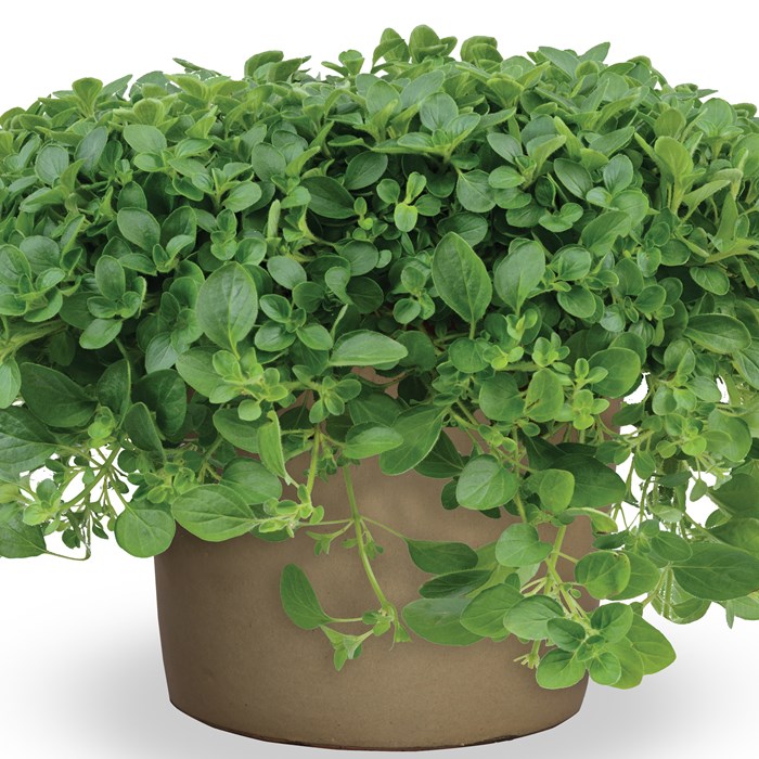 Origanum vulgare 'Compactum' - Origan compact - Plante comestible