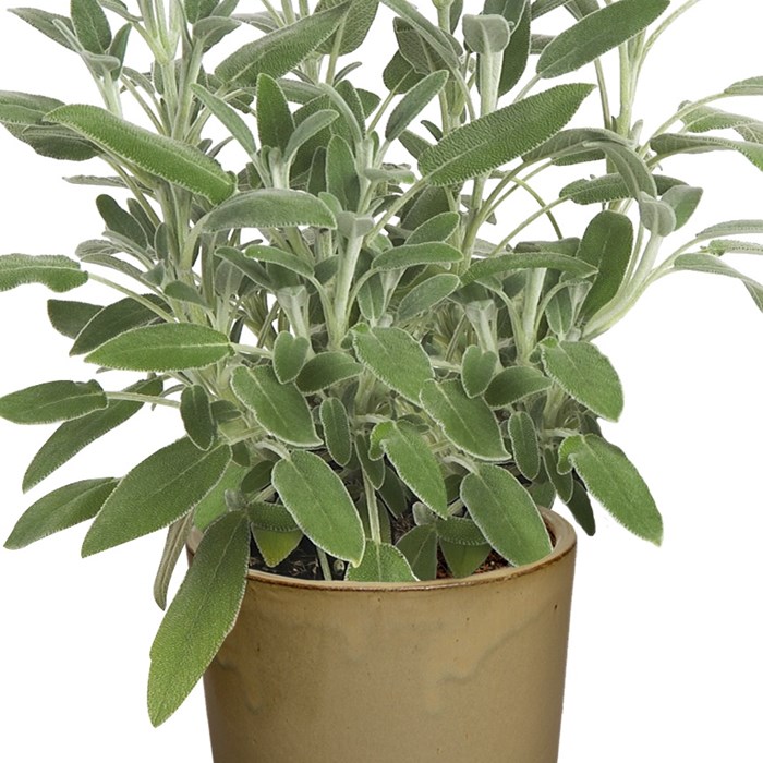 Salvia Officinalis Hybrida '# 4' (2)