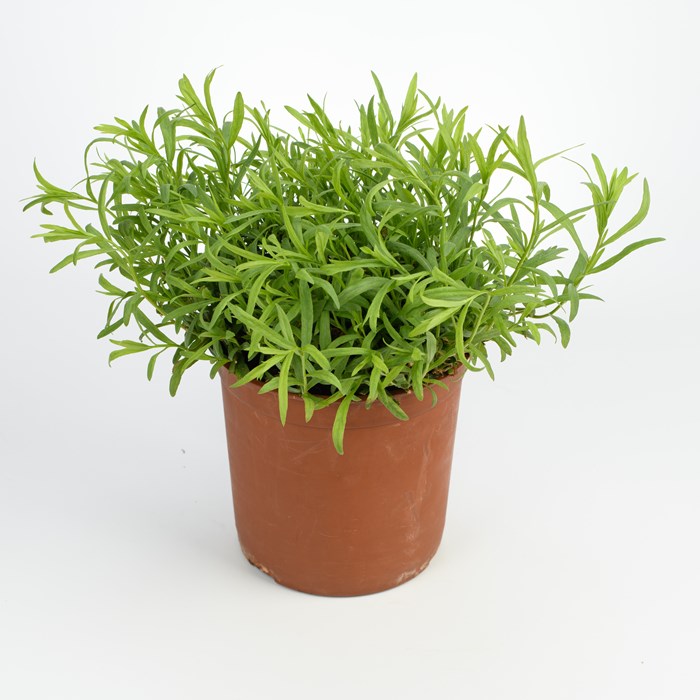 Artemisia Drac. 'Tolergon'™ Pot (24)