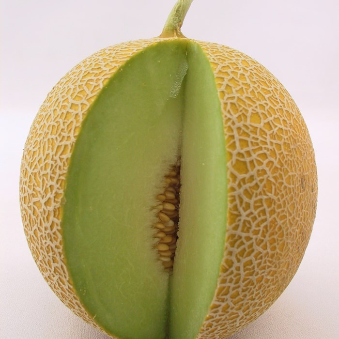 Genesis Melon Suzan 2
