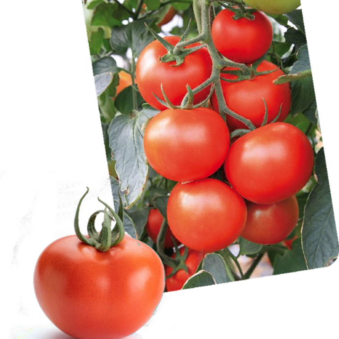 Tomato Top Doron