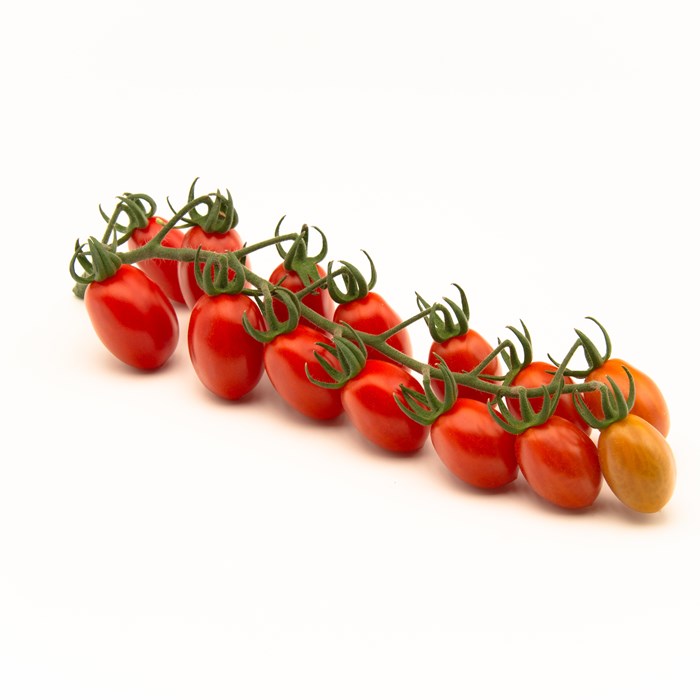 Tomato Top 2339 Rohn