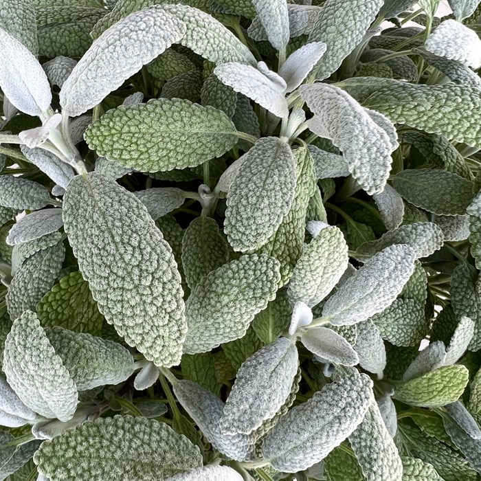 Salvia officinalis 'Snow Flake'ⱽᴿ.