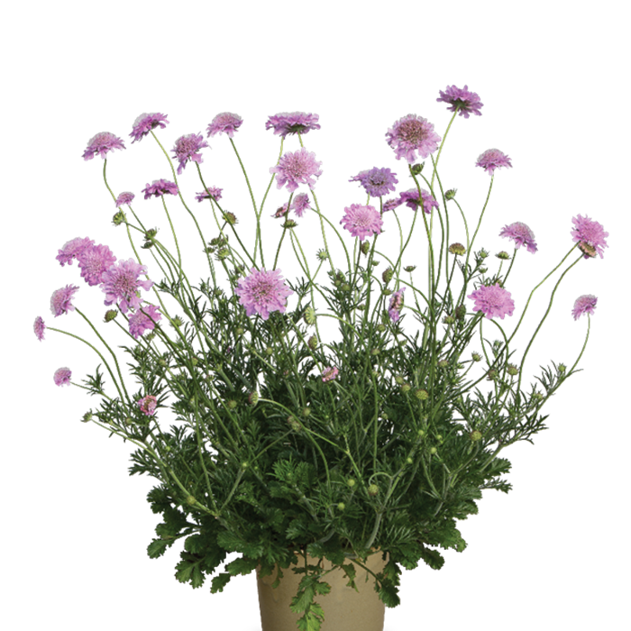 Scabiosa incisa 'Kudo Pink'℗