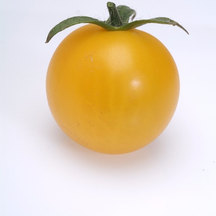 Tomato 'Star Gold' Gusta mini Yellow Grafted