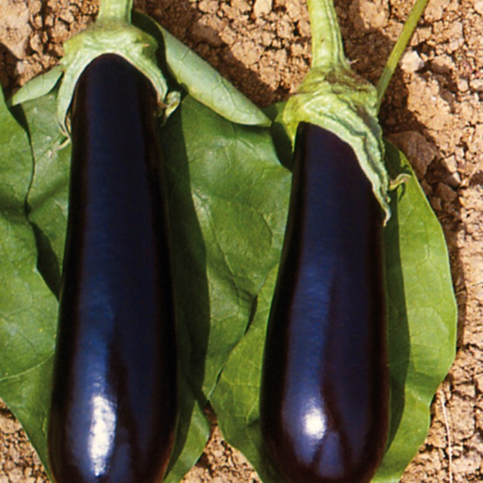 aubergine_baluroiF1.jpg