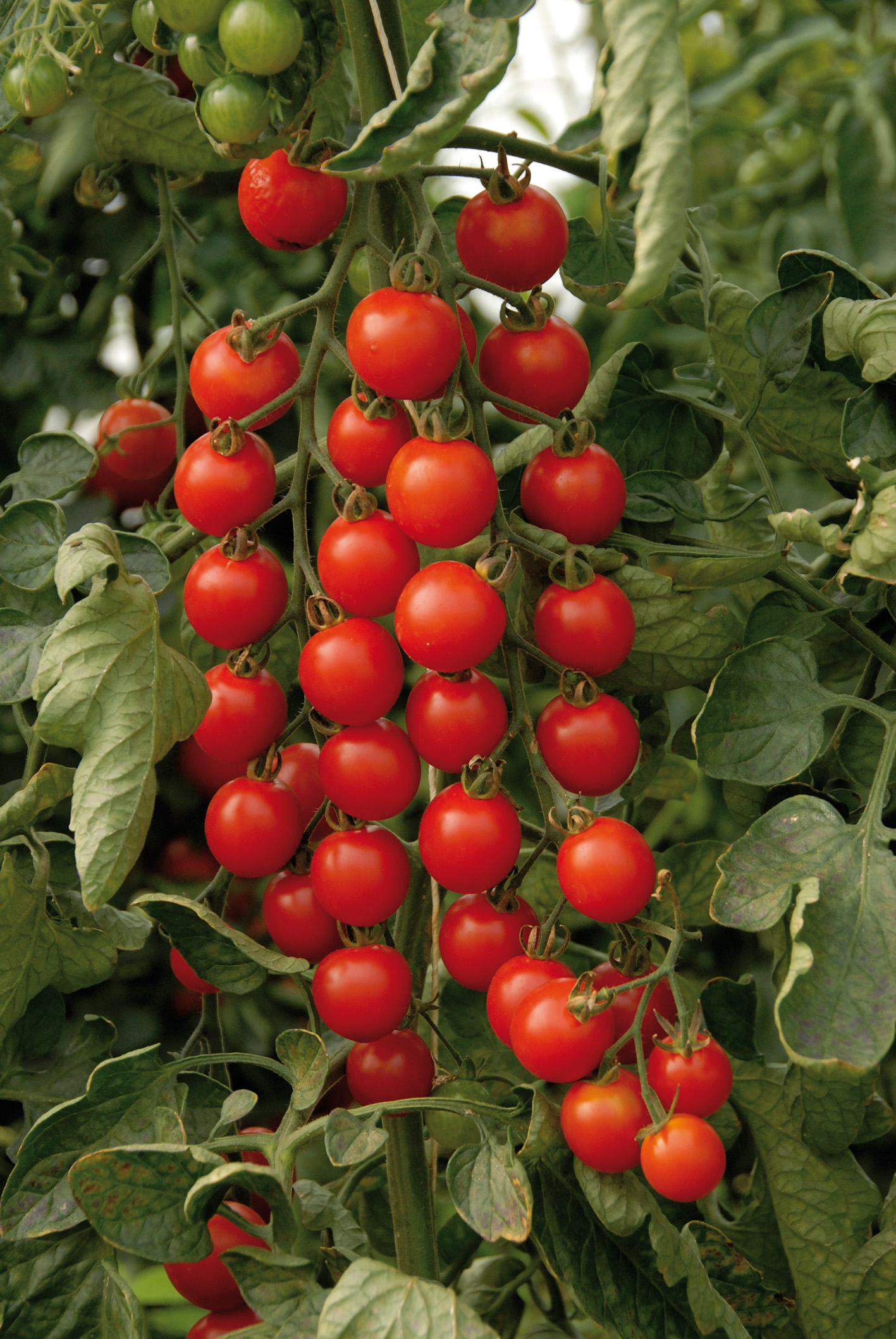Super Sweet 100: The Luscious Tomato For Summer Delights